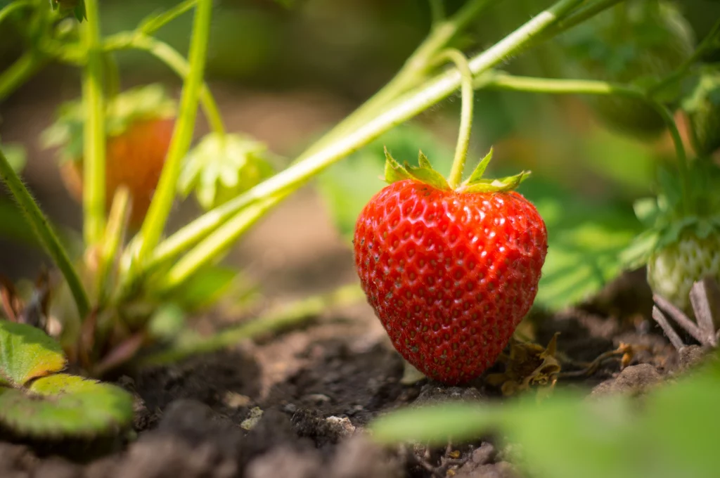 fraise